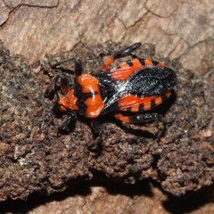 Tegea atropicta