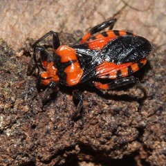 Tegea atropicta