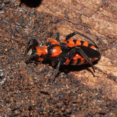 Tegea atropicta