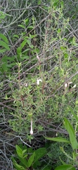 Bouvardia erecta