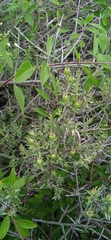 Bouvardia erecta