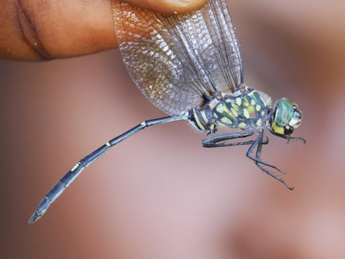 Bottletail