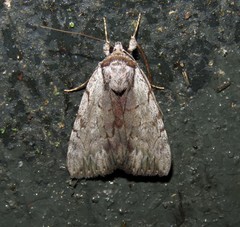 Catocala gracilis