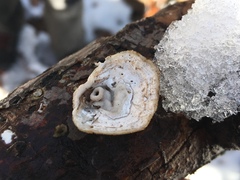 Poronidulus conchifer image