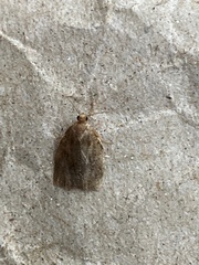 Clepsis consimilana