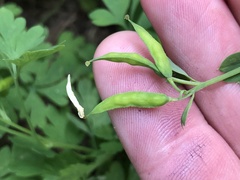 Corydalis capnoides