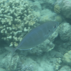 Craterognathus plagiotaenia