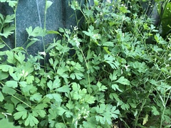 Corydalis capnoides