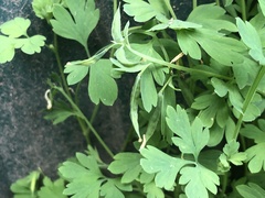 Corydalis capnoides