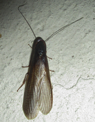 Cyrtotria