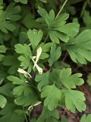 Corydalis capnoides