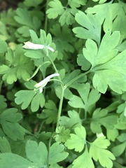 Corydalis capnoides