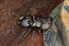 Cephalotes pusillus