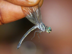 Micromacromia camerunica