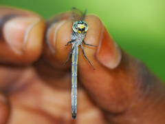 Micromacromia camerunica