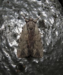 Catocala gracilis