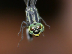 Micromacromia camerunica