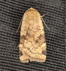 Cryptocala acadiensis