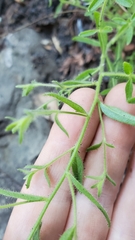 Sairocarpus multiflorus