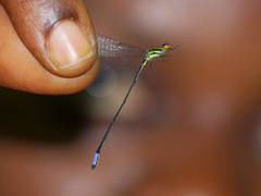 Pseudagrion hageni