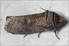 Culama suffusca