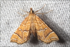Musotima ochropteralis