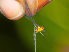 Pseudagrion hageni