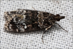 Eudonia protorthra