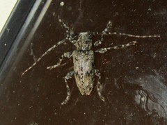 Aegomorphus modestus