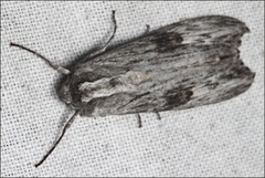 Capusa senilis