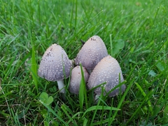 Coprinopsis