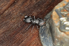 Cephalotes pusillus