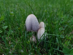 Coprinopsis