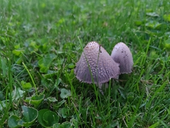 Coprinopsis
