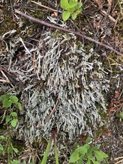 Cladonia cenotea