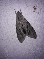 Sphinx leucophaeata