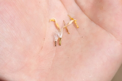 Crepis intermedia