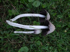 Coprinopsis