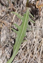Crepis intermedia