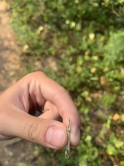 Cladonia cenotea