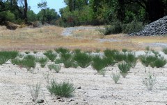 Acmispon glaber glaber