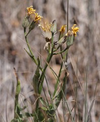 Crepis intermedia