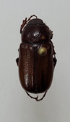 Phyllophaga ignava
