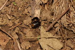 Macroscytus fraterculus