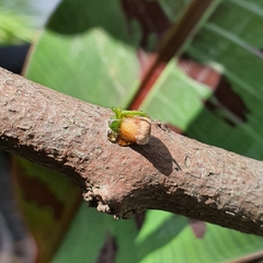 Dendrophthoe pentandra