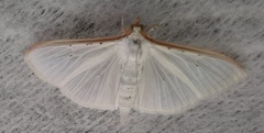 Palpita vitrealis