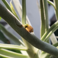 Dendrophthoe pentandra