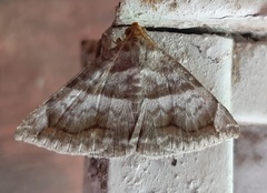 Buzara onelia