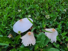Leucocoprinus cepistipes