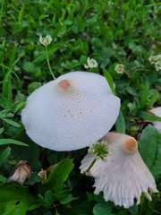 Leucocoprinus cepistipes